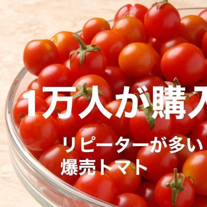 八ヶ岳産 リピトマト 約40kg 貴社のリピーター顧客と売上増が期待