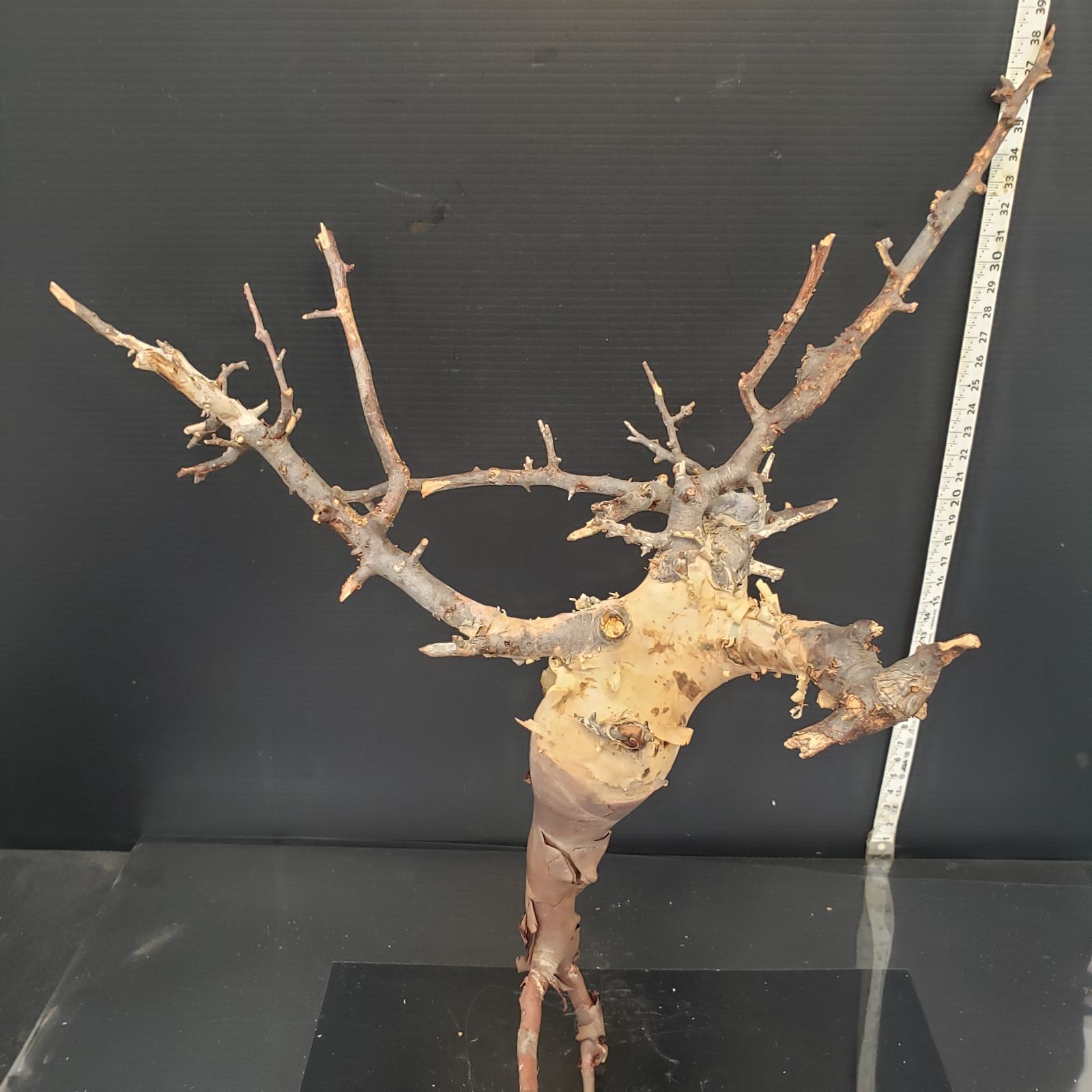 Z434 最新到着 Commiphora カタフピュア 現地球 抜き苗 灌木系 塊根植物 コミュフォラ カタフピュア