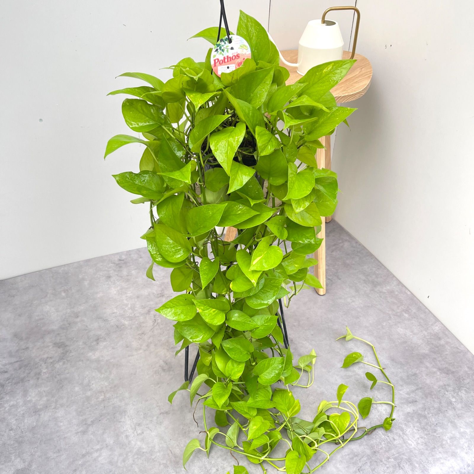 極散り斑入り ポトス ライムコンパクト②