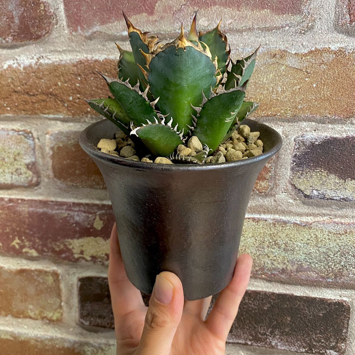 アガベ 【鉢付き】レッドキャットウィーズル チタノタ 【NO,7】多肉  