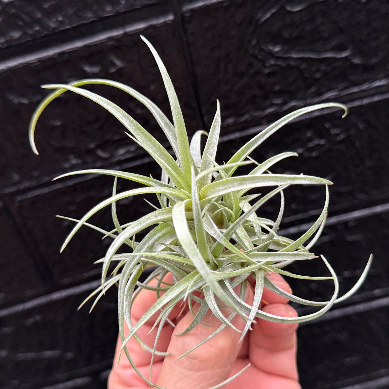 クランプ大＊ チランジア キセログラフィカ × ブラキカウロス