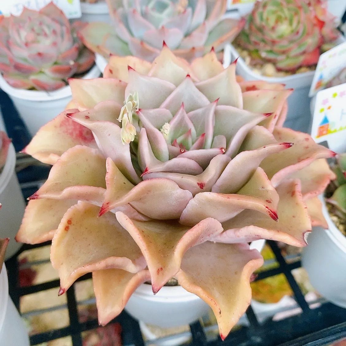 多肉植物  ❤️マディバ ❤️ 饺子皮❤️1大頭15cm拔キ苗 Echeveria Madiba Succulent 3cm Without Pot 马帝巴/ 饺子皮