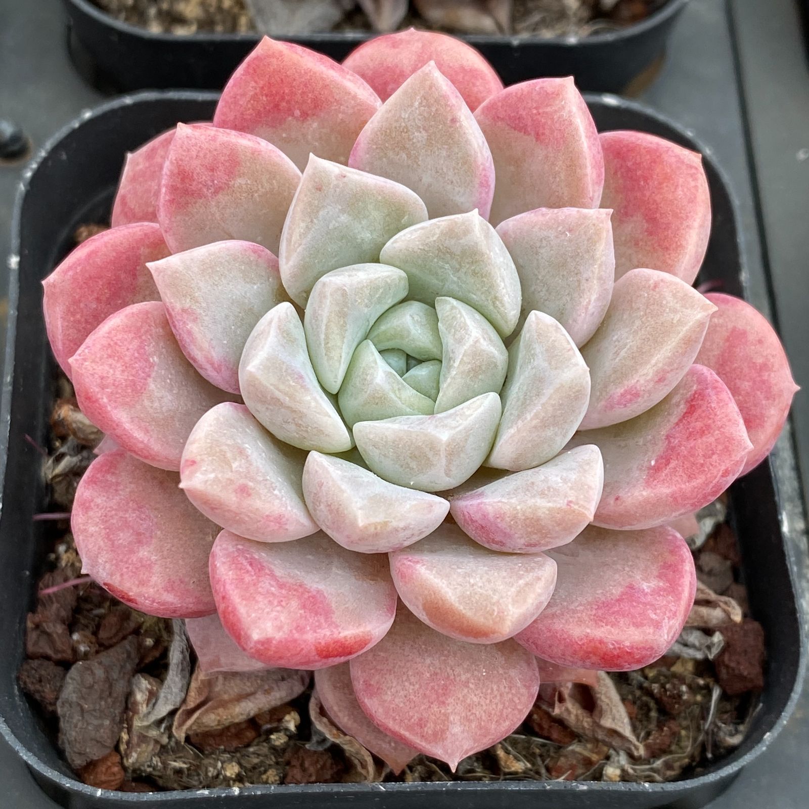 LB1324×50 ハクロ 抜き苗 多肉植物 アエオニウム エケベリア