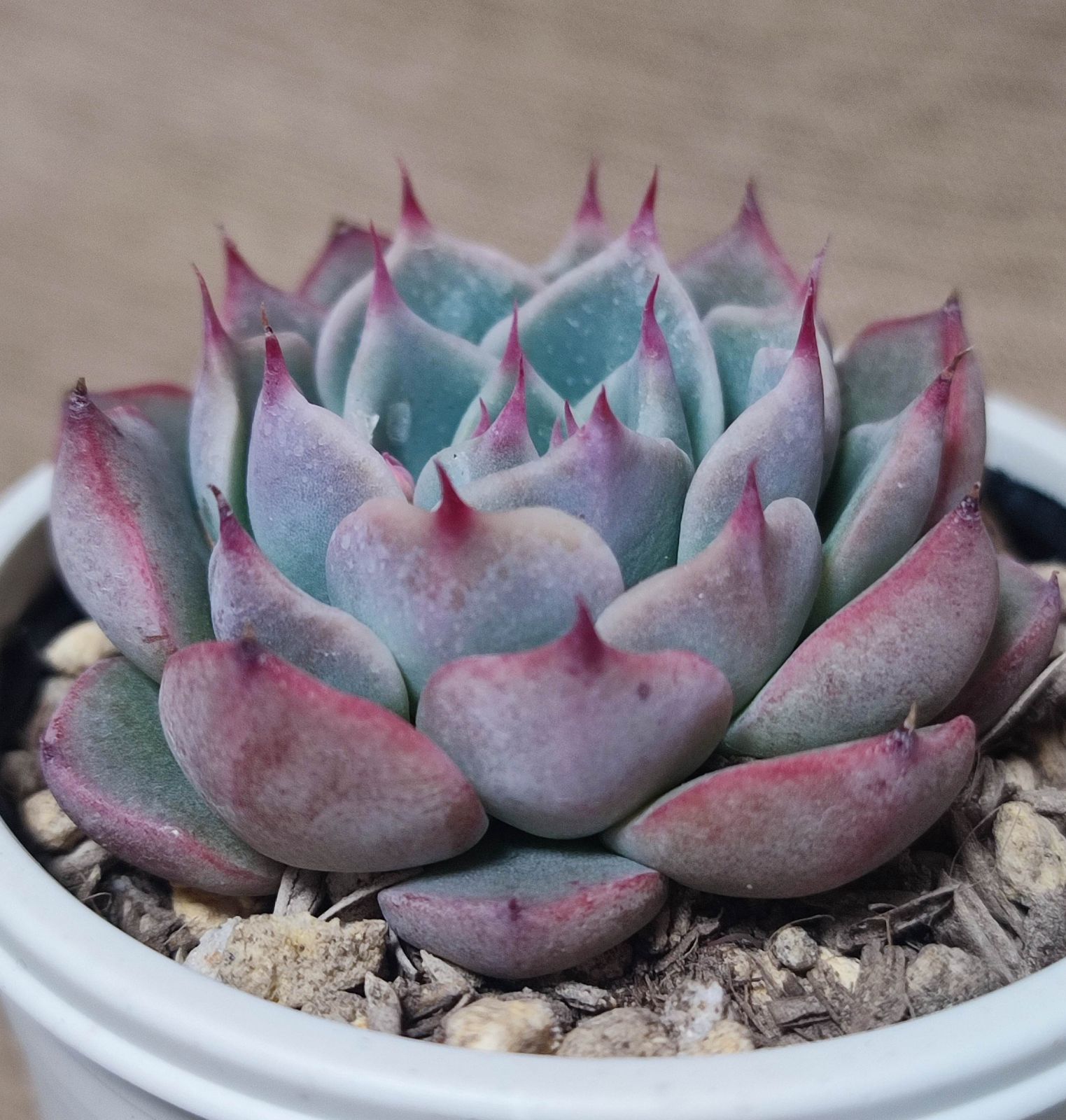 エケベリア チワワエンシス イエコラ Echeveria chihuahuaensis Yecora