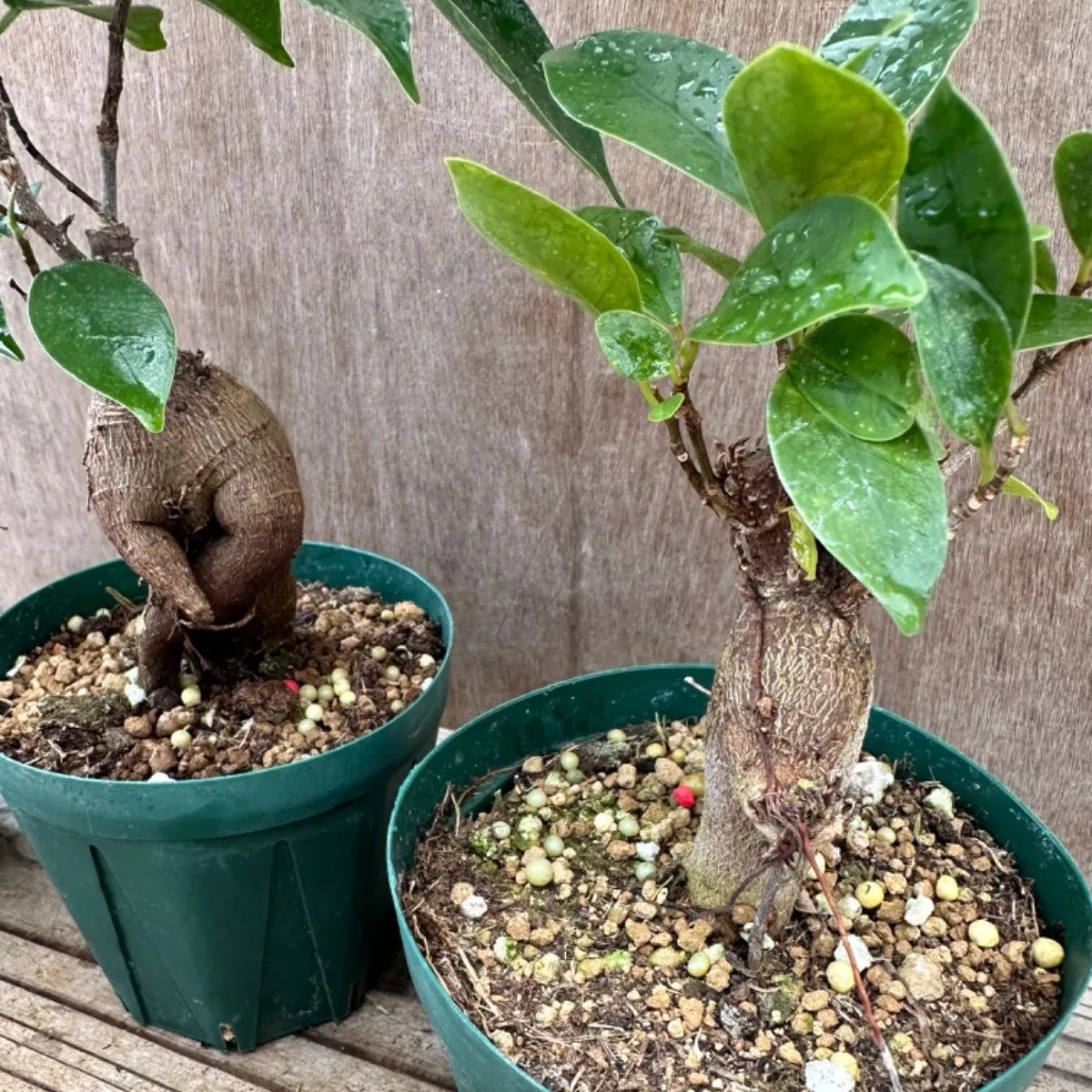 【サンプル】ガジュマル小 3寸 3個セット Ficus microcarpa フィカス ミクロカルパ 多幸の木 幸せを呼ぶ木 観葉植物 観葉 ...