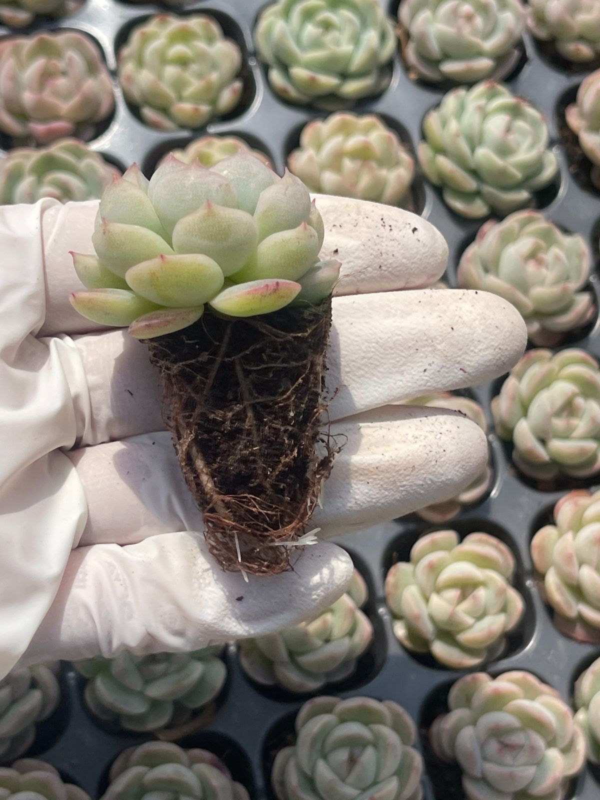 128株 S134-4 多肉植物 エケベリア 白い恋 超美苗 サボテン 観葉植物