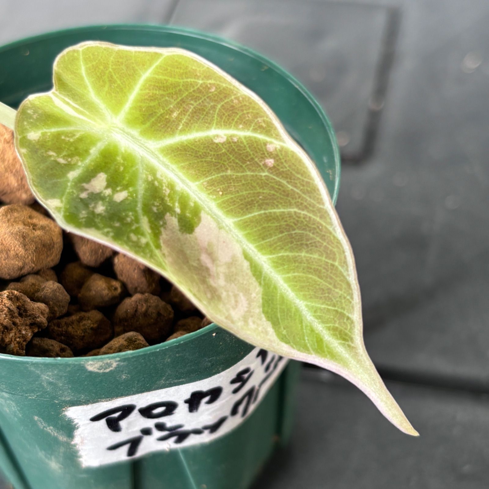 アロカシア ブラックベルベット 斑入り ピンク A 【マドカズラ