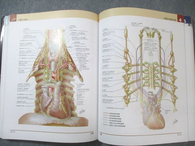ELSEVIER/南江堂 ネッター 解剖学アトラス 原書第7版 2022 043R3D