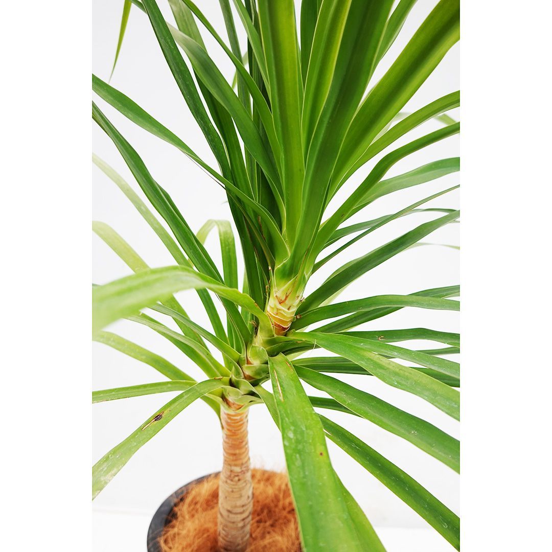 19AAA ハオルチア 多肉植物 白蓮花Xダビディ錦糊斑 自家繁殖 19AAA