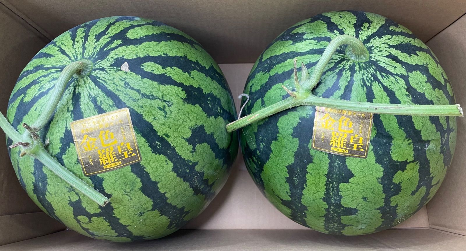 初競入荷 今年も抜群の出来 熊本産スイカ 金色羅皇 秀品2L2玉セット 15〜17k箱混込 かめまる食堂