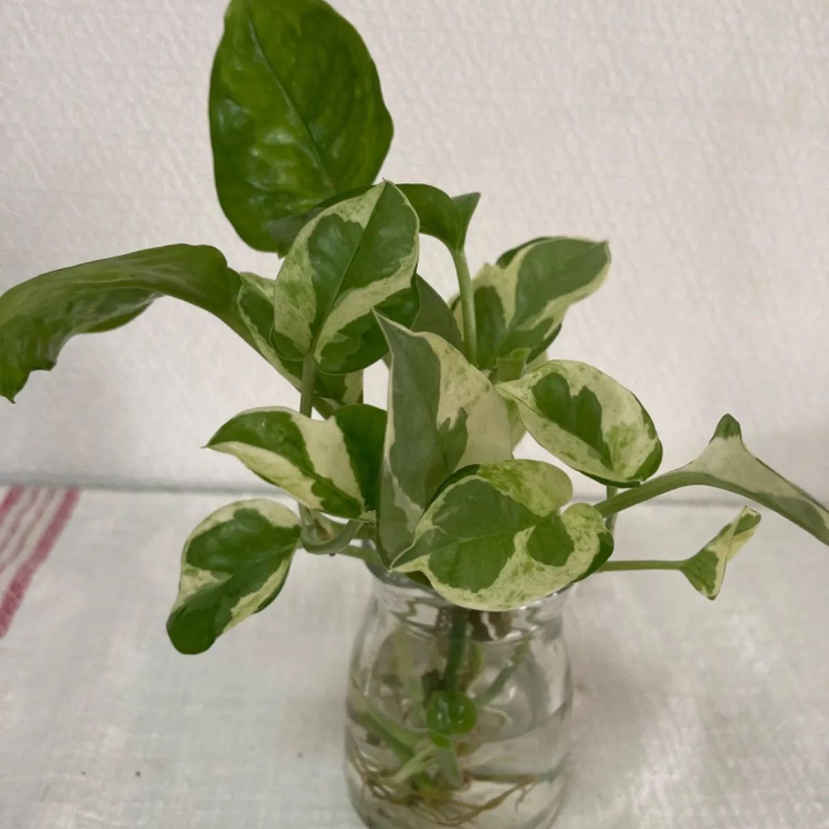 ポトス 斑入り エンジョイ カット苗 観葉植物 - siyomamall.tj