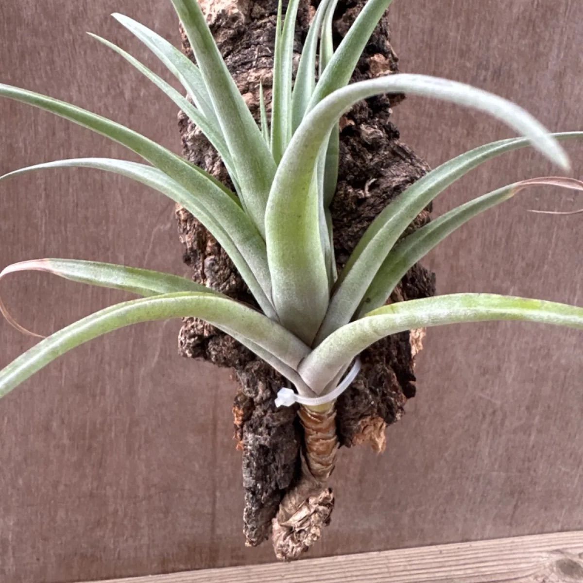 チランジア フレクスオーサ  Tillandsia flexuosa ティランジア エアプランツ エアープランツ 現品 観葉植物 観葉 植物 珍奇植物 珍奇 珍しい レア 希少 ハンギング 吊るす 吊り下げ インテリア プレゼント おしゃれ かわいい グリーン