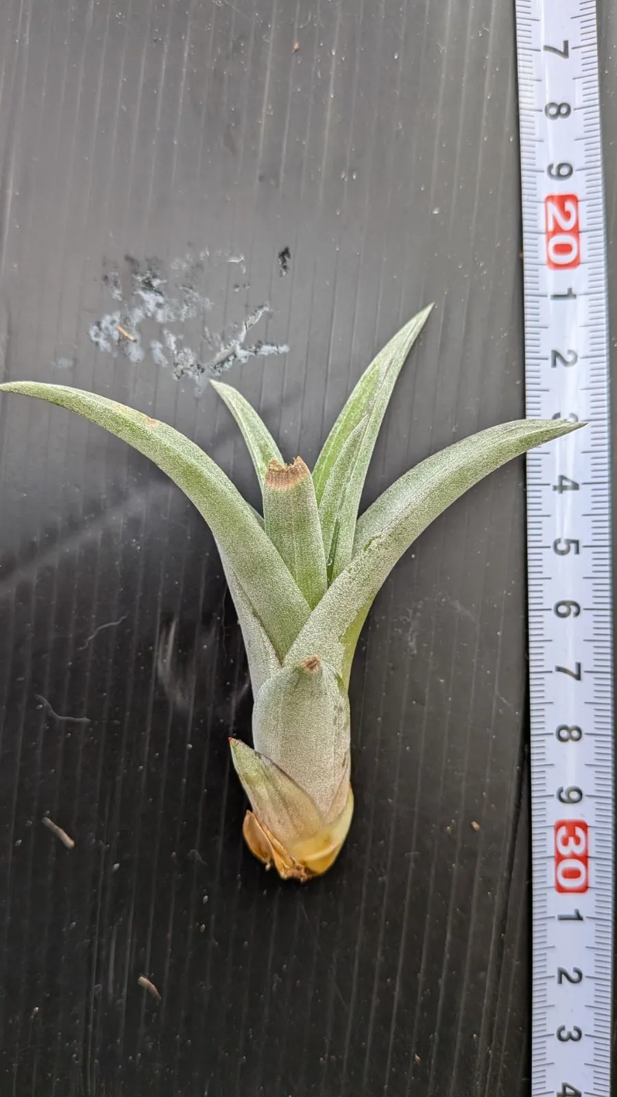 2026年最新】フレクスオーサの人気アイテム - メルカリ