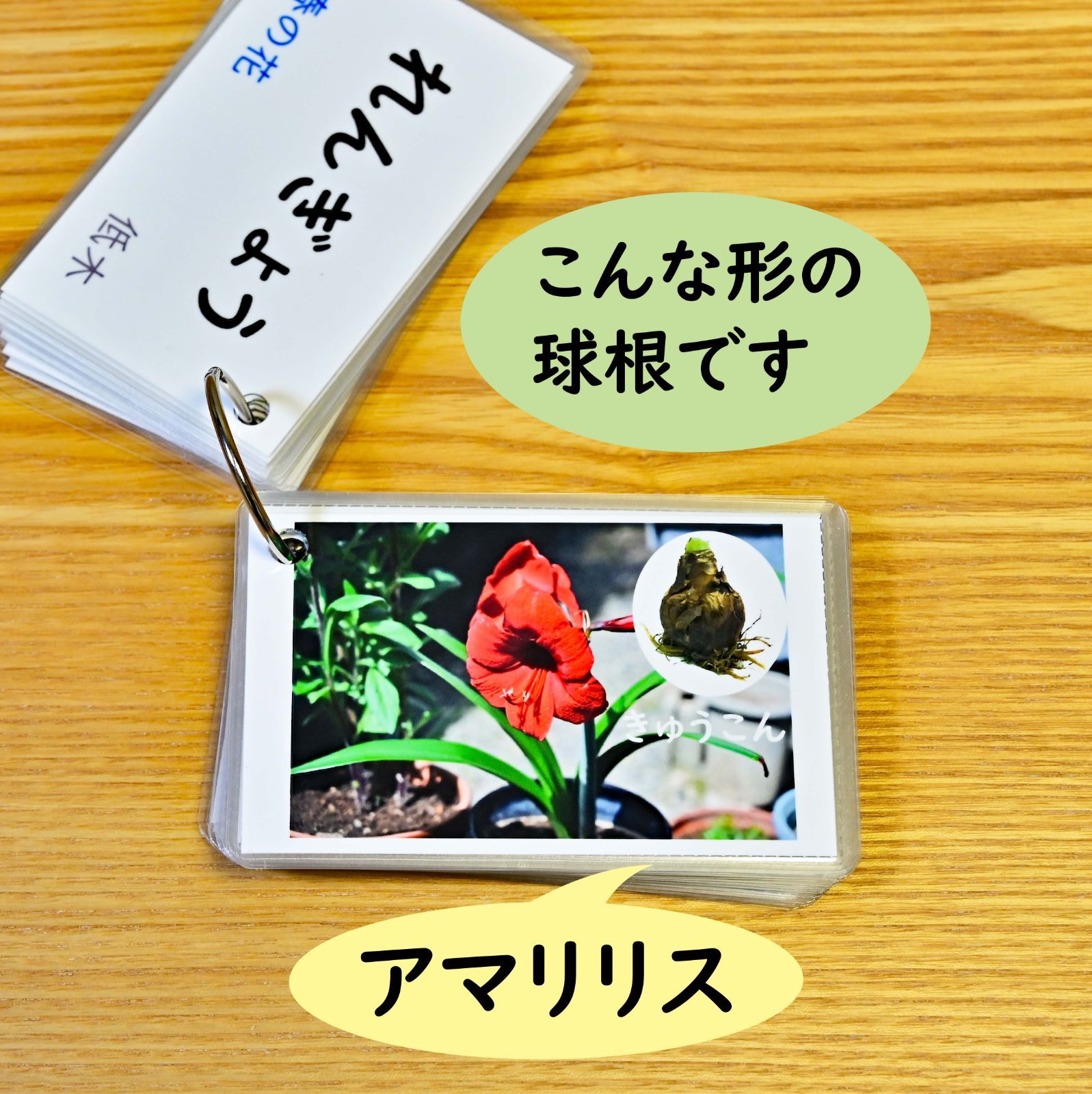 季節の花カード Part2 四季の学習に 小学校受験に - メルカリ