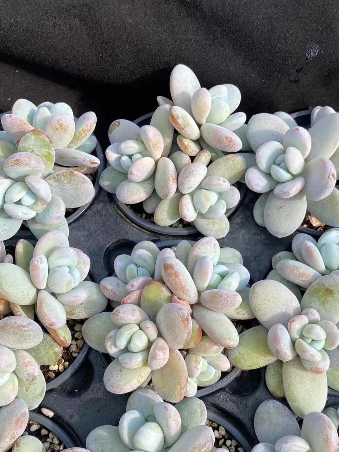 ユッカ ロストラータ【24-435】5頭株