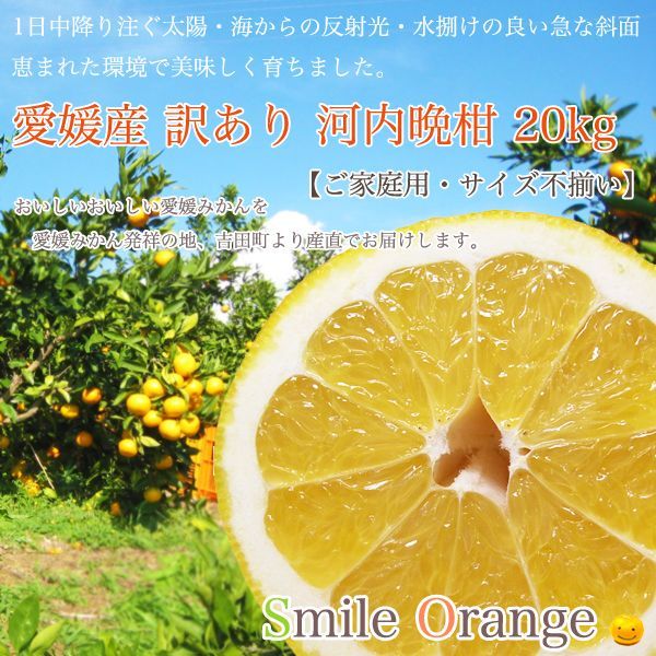 河内晩柑 愛媛産 河内晩柑 20kg ご家庭用 サイズ不揃い 宇和ゴールド 美生柑 愛南ゴールド ジューシーオレンジ 和製グレープフルーツ みしょうかん 灘オレンジ 夏文旦 Smile Orange