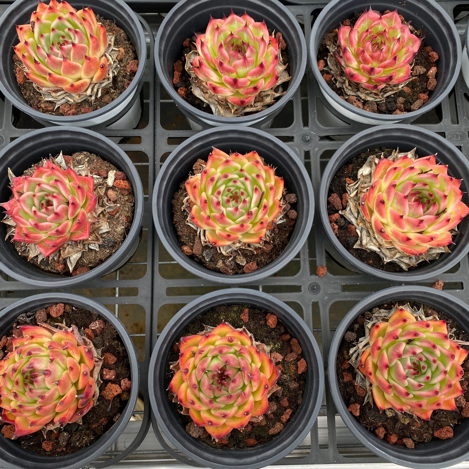 多肉植物 アエオニウム