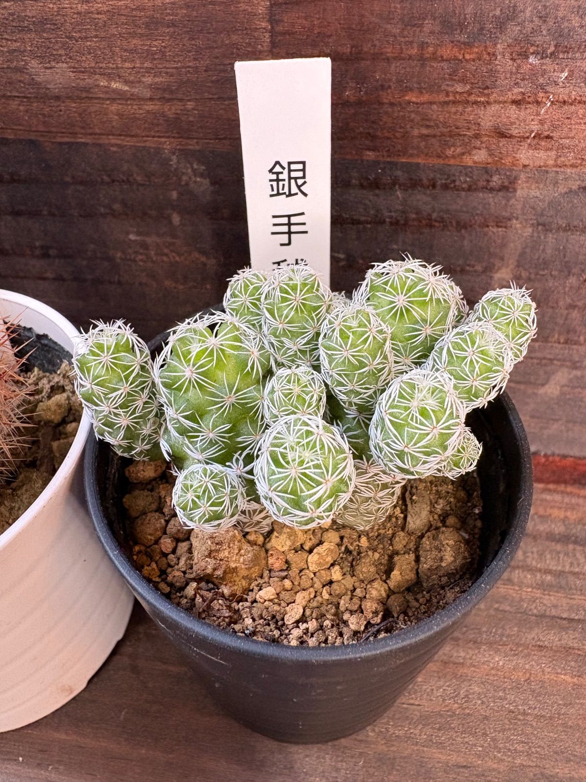 のほほん族　花　雪の結晶　ホワイト　セット　レア ウィンターシンフォニー sd スノーホワイト - クリスマスローズ