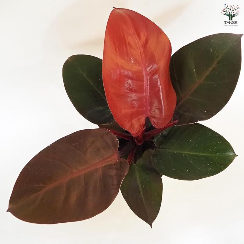 フィロデンドロン チェリーレッド