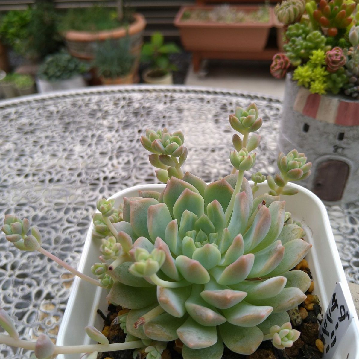 多肉植物 ☘ ダーリーサンシャイン 抜き苗 - メルカリ