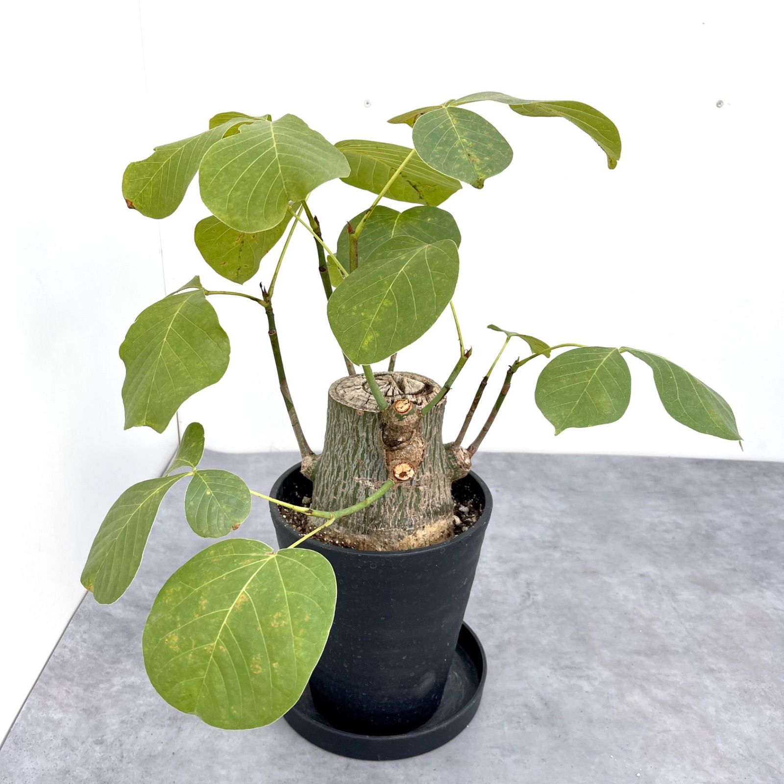 ボンバックス　切り株タイプ　2【現品】観葉植物