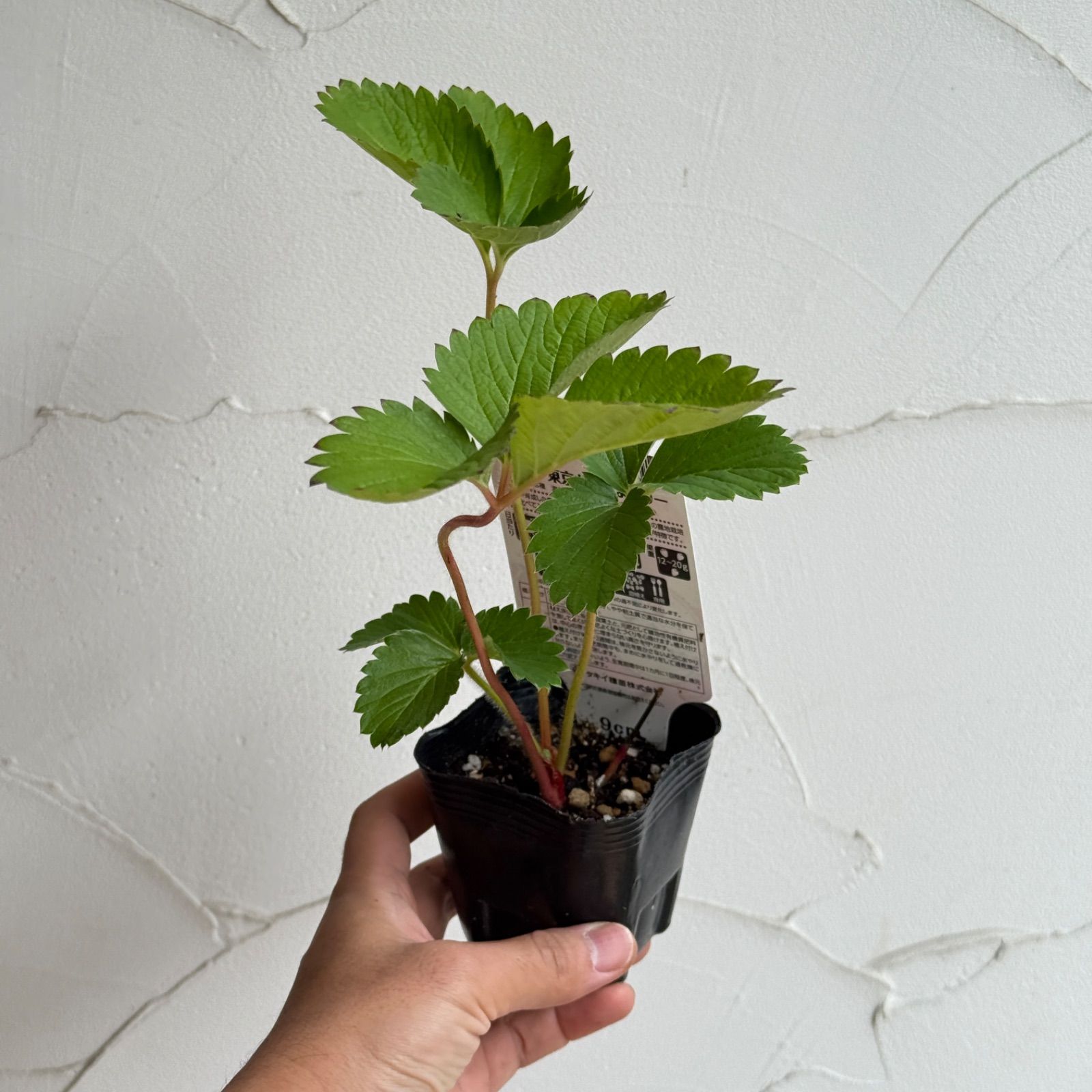 いちご苗】東京おひさまベリー（PVP) 3号ラベル苗 - メルカリ