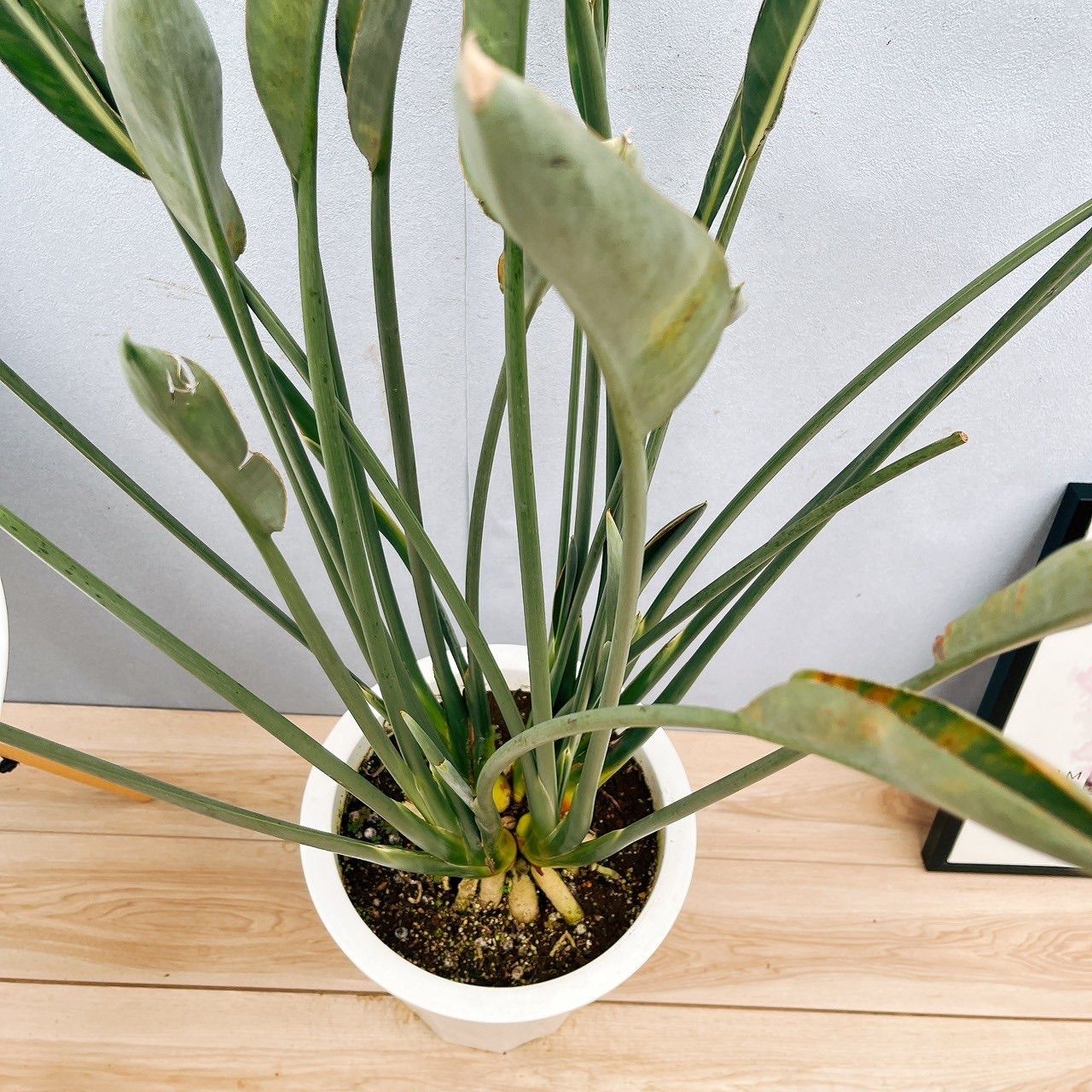 現品］【希少】※一点限り※ ストレリチア パービフォリア 10号 尺