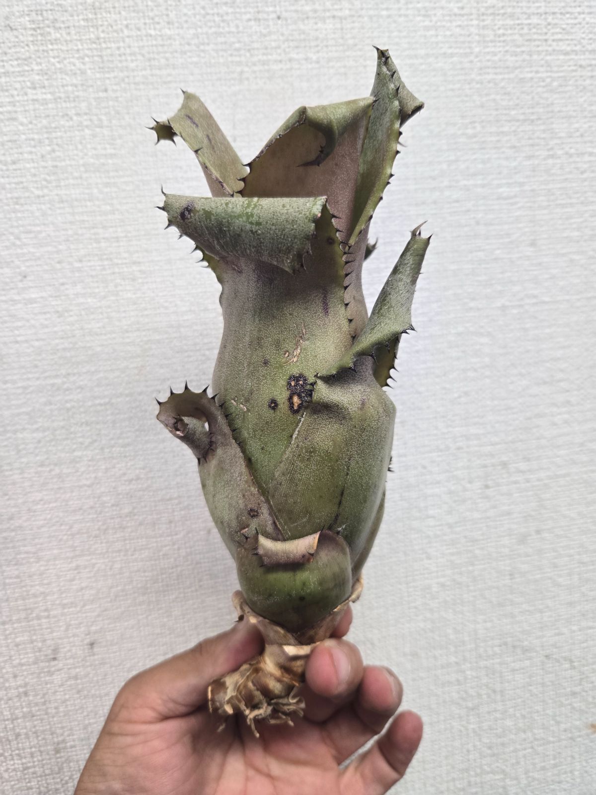 ホヘンベルギア☆アイスティ