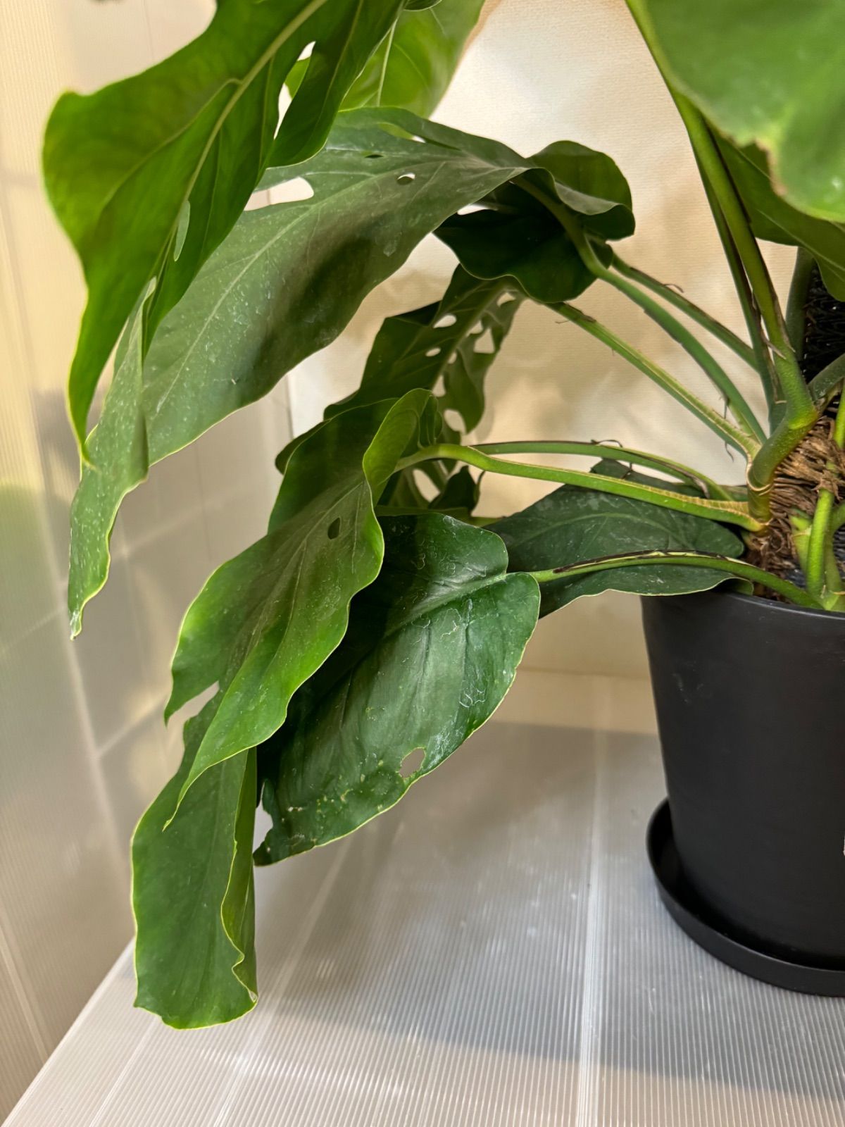 ❣️入荷❣️希少‼️モンステラ デュビア 7号 人気の観葉植物 ❣️①  