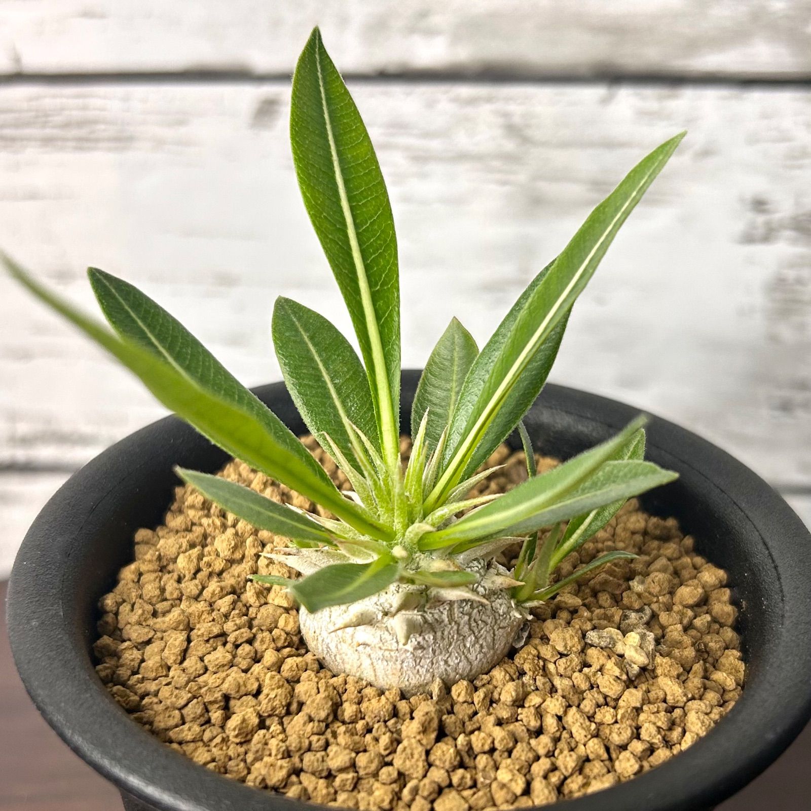 恵比寿大黒パキポディウム デンシカウレ 塊根植物 コーデックス