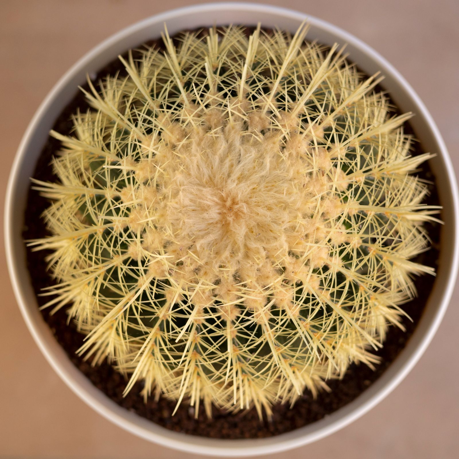 発根済】36cm 金鯱 サボテン 特大 12号 多肉植物 ドライガーデン