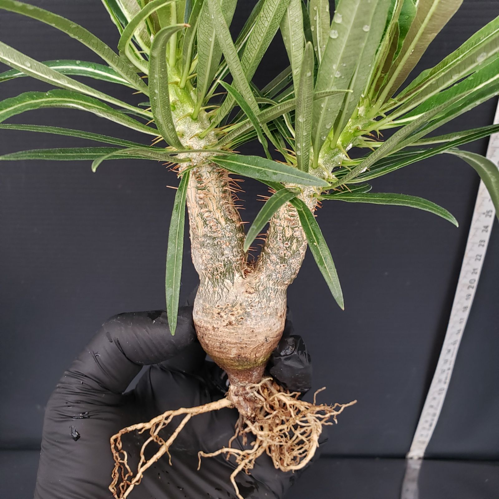 P268【自社養生・発根株】Pachypodium グラキリス（S）（現地球
