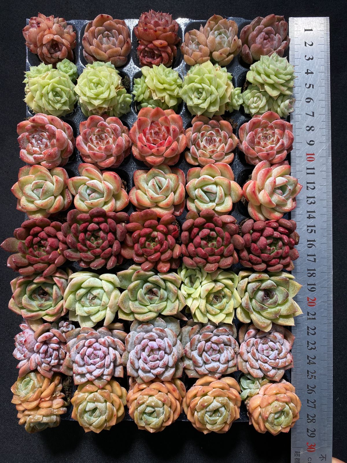 多肉植物 韓国苗27セット 多肉植物 韓国苗 カット苗 5苗セット 5