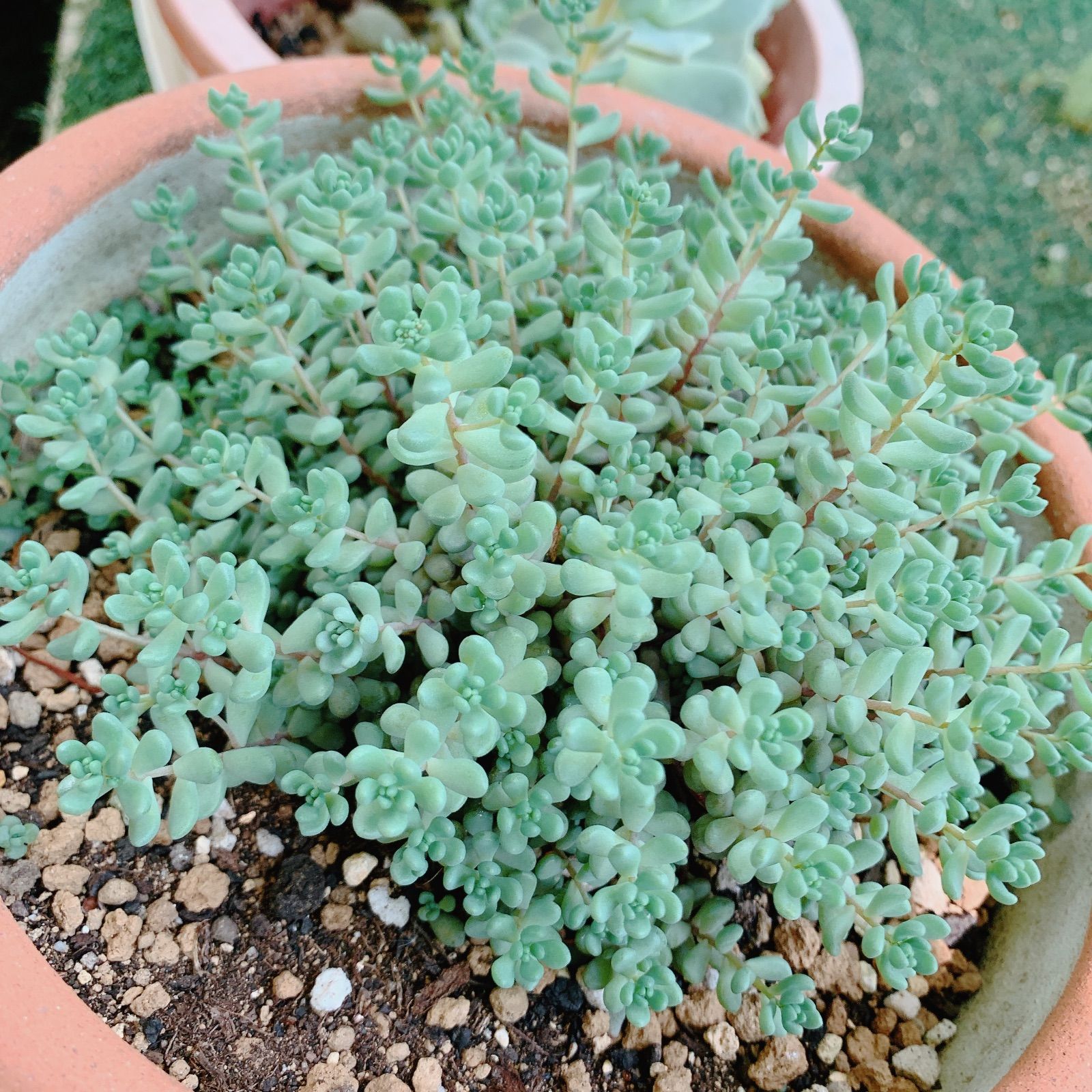 多肉植物 セダム パープルヘイズ カット苗 - メルカリ