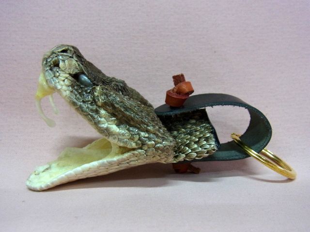 特大！ガラガラヘビ ヘッドキーリング (XLサイズ) - 頭骨・骨格標本