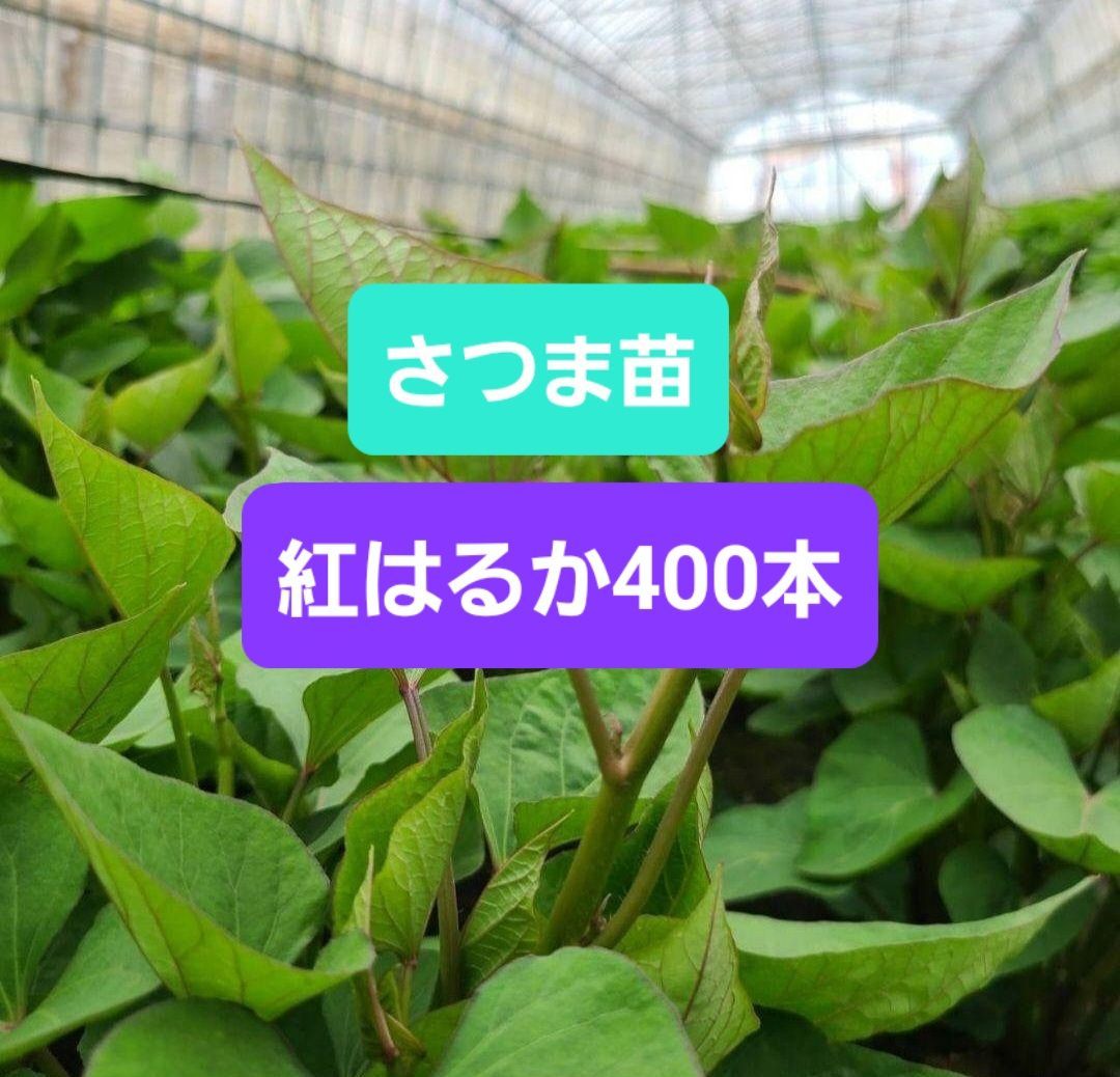 さつまいも苗 紅はるか 400本