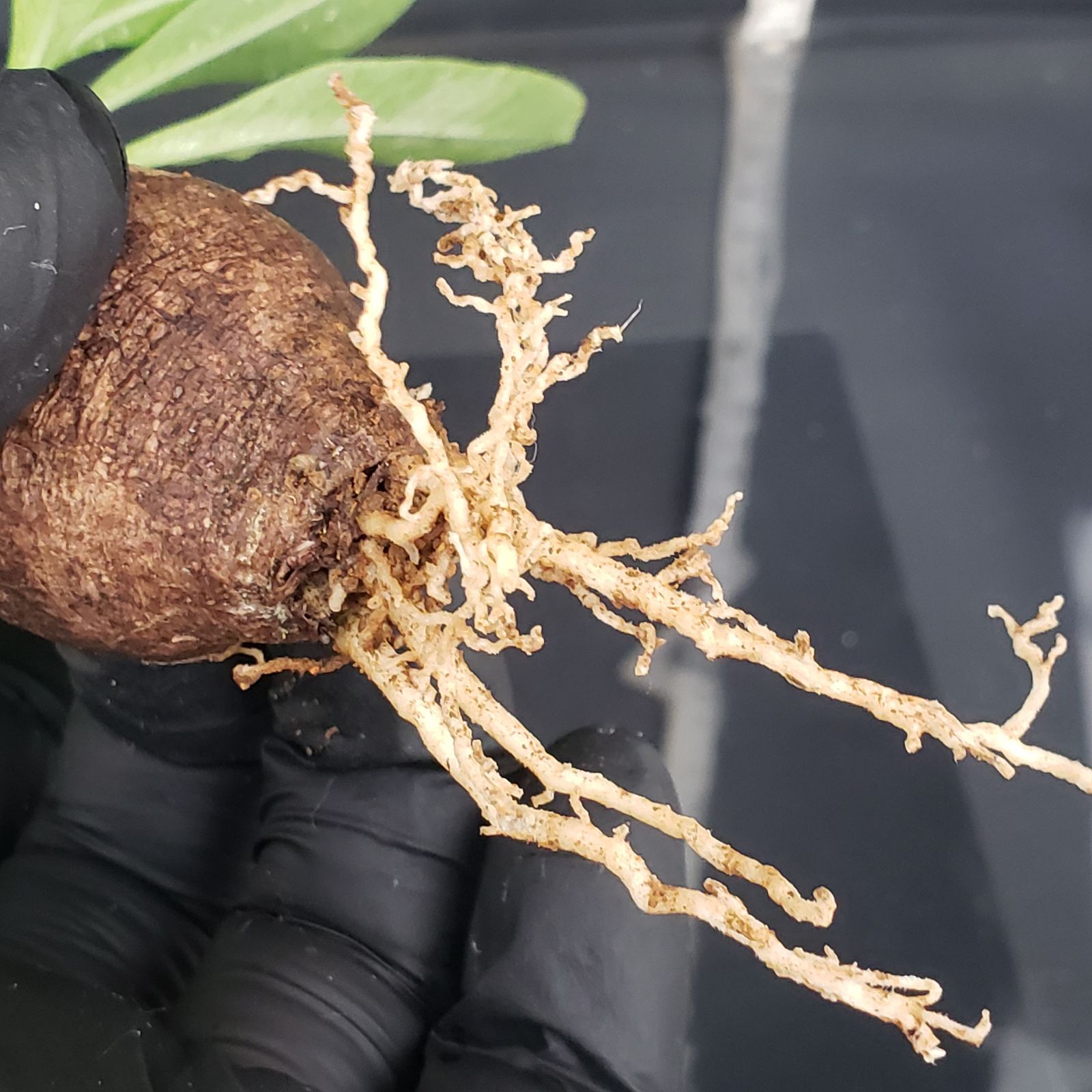 パキポディウム・品種不明(抜き苗) パキポディウム・品種不明(抜き苗)