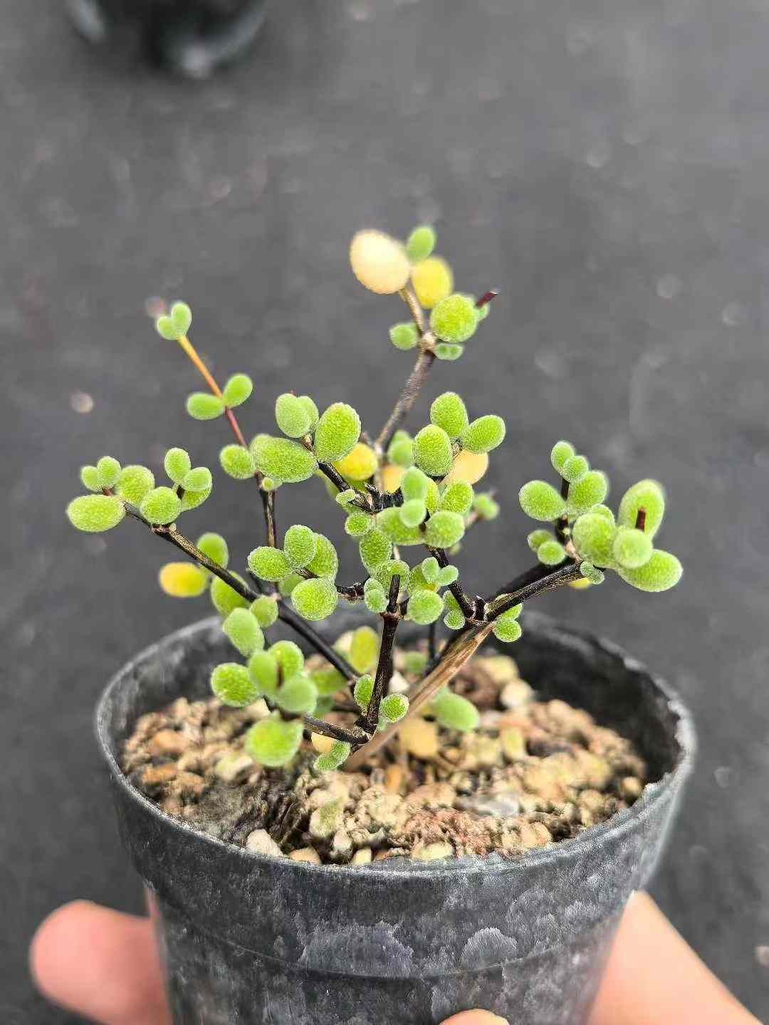 32鉢の土鉢付きセット ドロサンテマム グロボーサム 多肉植物 佐川急便発送 エケベリア 韓国苗 MY739