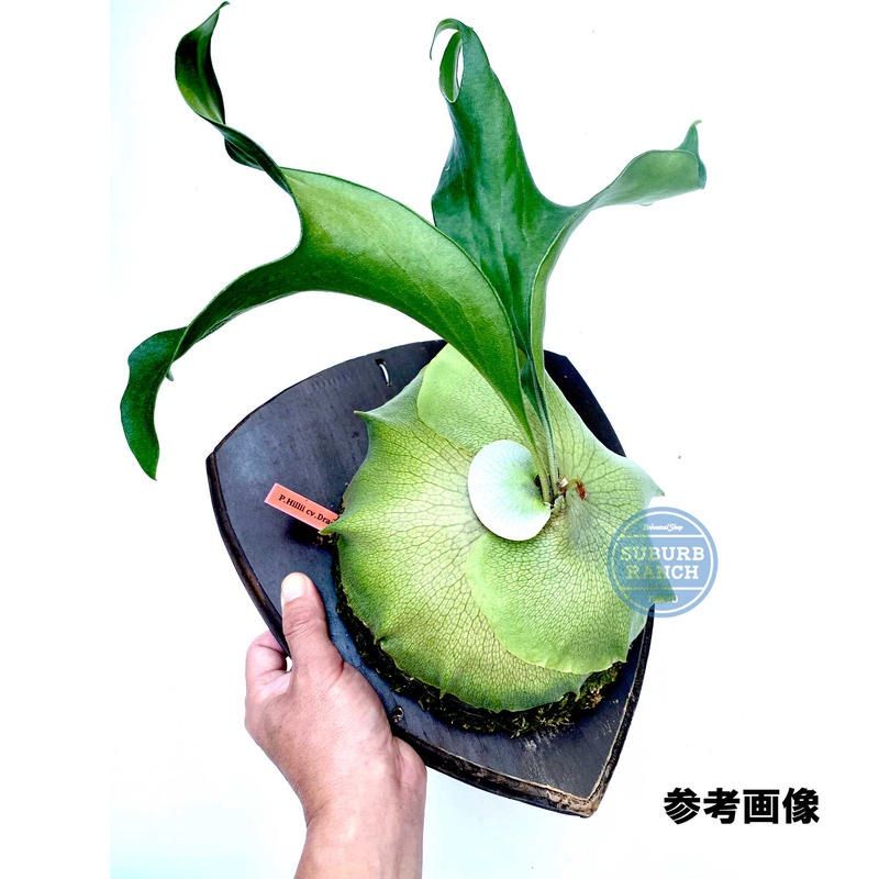 ビカクシダ　ヒリー　ドラゴン　Hillii Dragon ATSUSHI TAKEOKA 竹岡篤史 | . . Platycerium…LIFE NEW NEW NEW