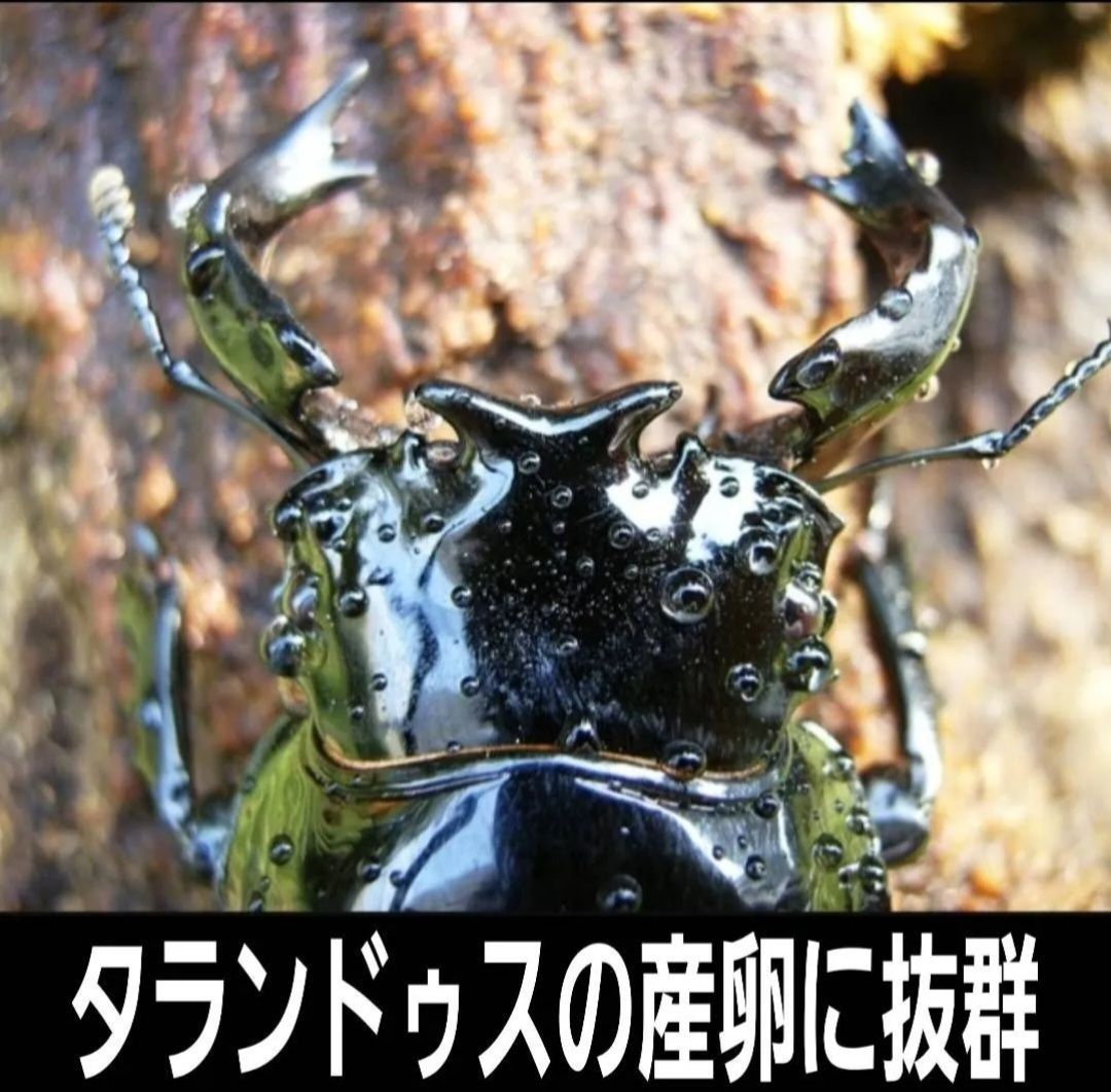 昆虫用品 4本セット！最強のクワガタ産卵木 特大サイズで爆産！植菌