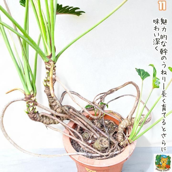 幹上がりが美しいフィロデンドロン・クッカバラ１１・ 南国の雰囲気を楽しめる一鉢 幹上がりが美しいフィロデンドロン・クッカバラ11・ 南国の