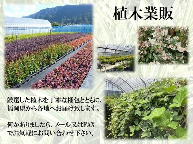 正規通販 ラカンマキ１０本 らかんまき 観葉植物