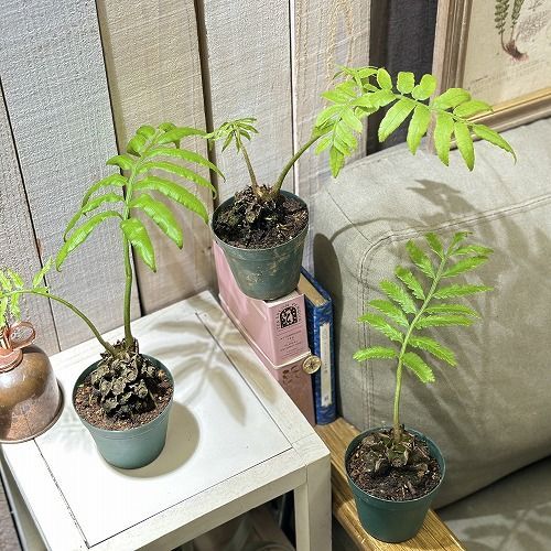 観葉植物 リュウビンタイ 3号硬質ポット(個体おまかせ1鉢
