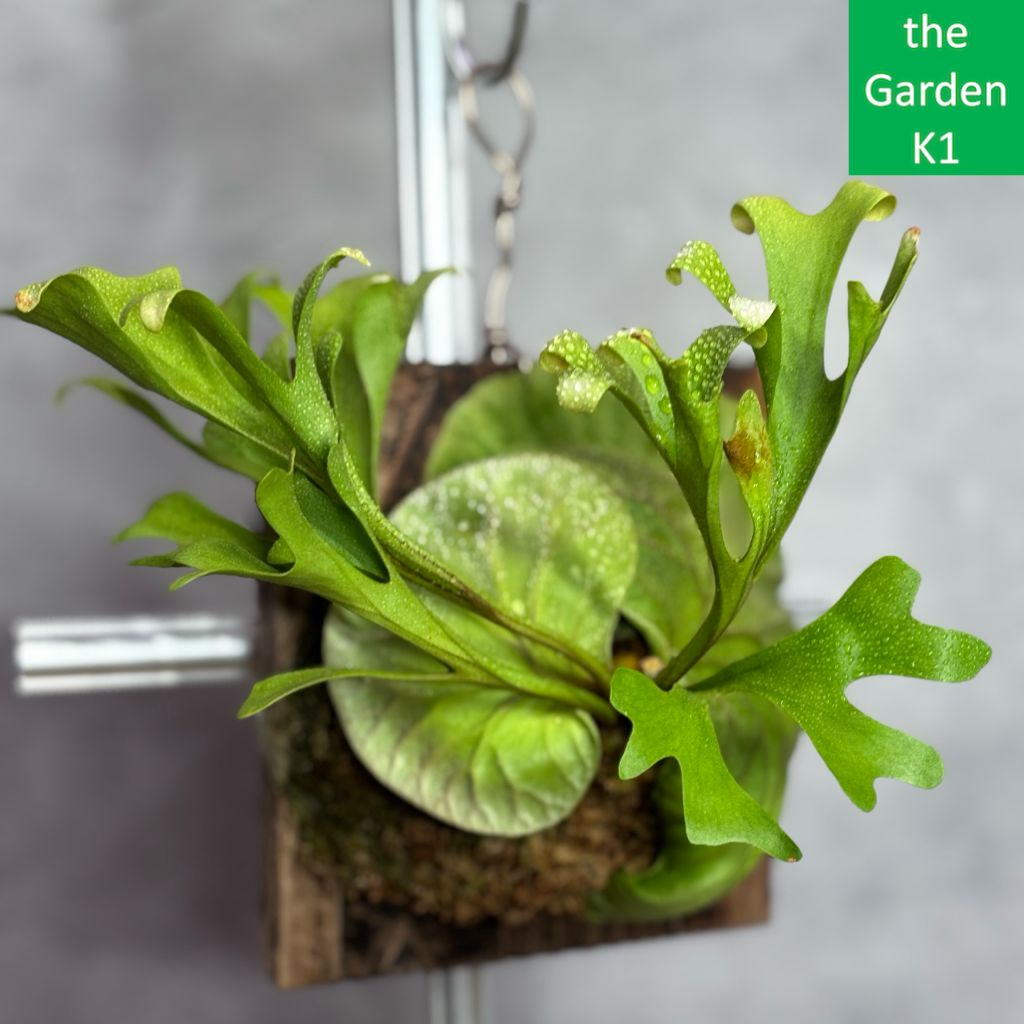 ビカクシダ コロナリウム 板付け ビカクシダ プラティケリウム