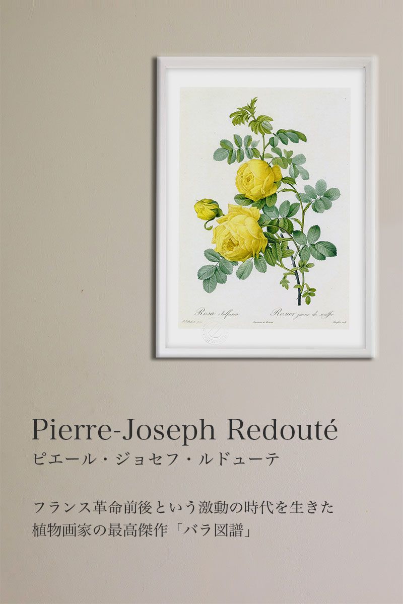 版画 絵画 ロサ・インディカ・アウトムナリス ルドゥーテ ボタニカル