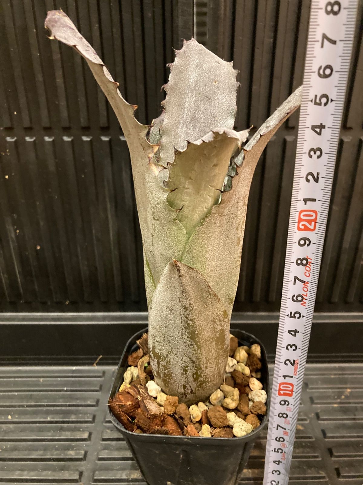 2. ホヘンベルギア ☆ Hohenbergia Sandra's Mountain ☆ タンクブロメリア