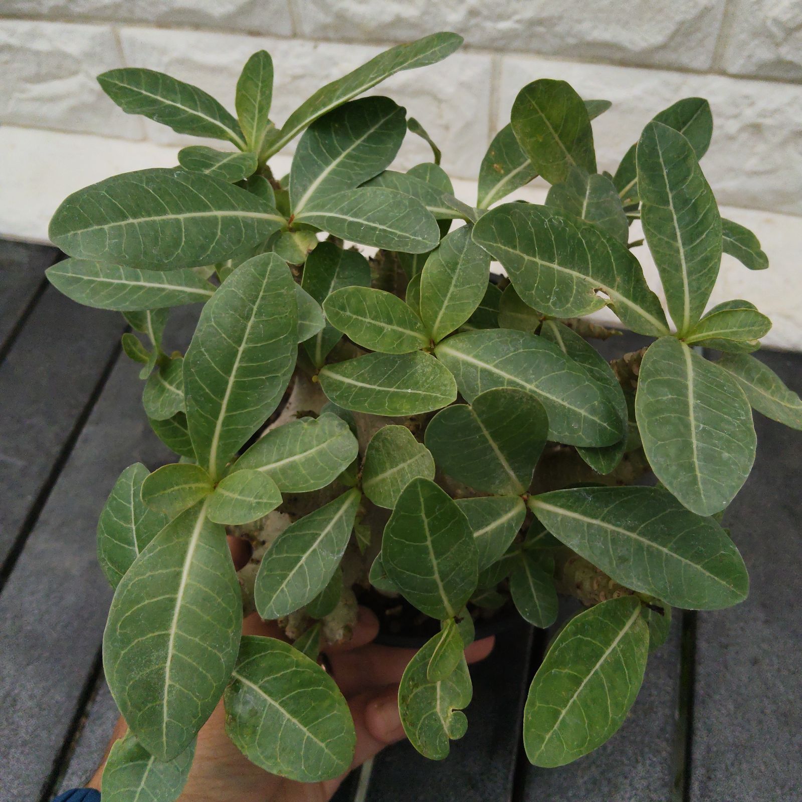 a36 アデニウム ドワーフ g-bnk タコ足 塊根植物 コーデックス