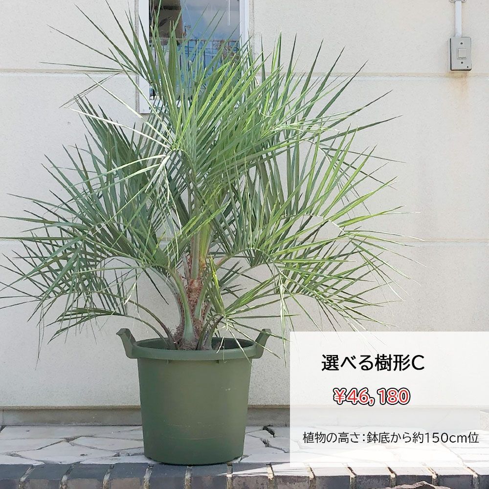 観葉植物 大型 屋外 ココスヤシ 13号 【現品】 緑プラスチック鉢 現品
