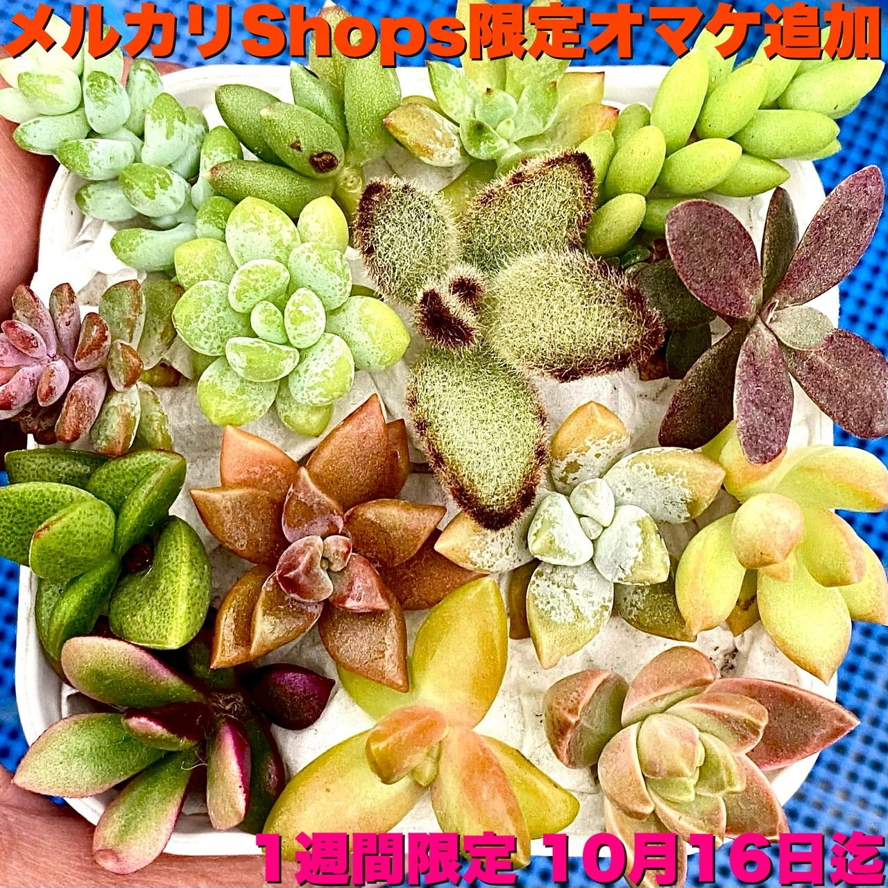 メルカリ便発送‼︎　レイオブライト　変わり斑 4株カット苗 メルカリ便発送‼︎ レイオブライト 変わり斑 4株カット苗 メルカリ便発送