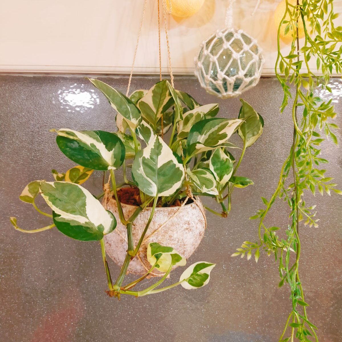 メルカリshops ココプランター ハンギングプランター ポトス エンジョイ